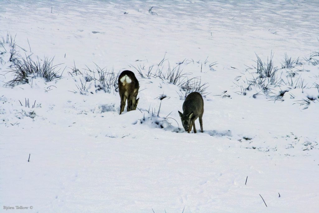 Rådjur betar i snön...